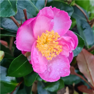 Camellia Sassanqua 'Plantation Pink'